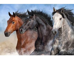 Fotobehang van wilde paarden galopperend door een weidse natuurlijke omgeving.