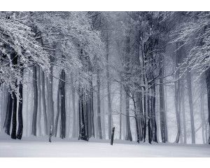 Fotobehang van een winterbos met besneeuwde bomen, rustgevende natuur.