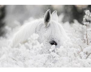 Fotobehang van een wit paard in een besneeuwd bloemenlandschap.