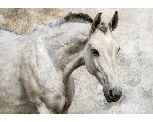 Fotobehang van een wit paard, sierlijk en elegant.