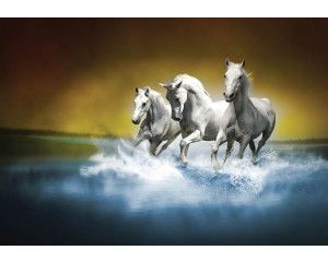 Fotobehang van witte paarden galopperend in het water, met een dynamische en krachtige uitstraling.