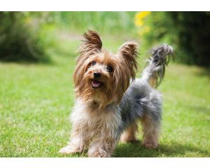 Fotobehang van een Yorkshire terriër hond, weergegeven in een gedetailleerd en natuurlijke stijl.