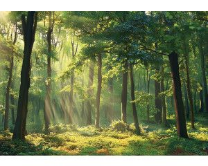 Fotobehang met zonnestralen die door het bladerdak schijnen in een dicht, groen bos.