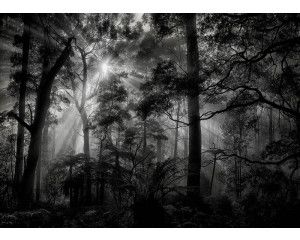 Fotobehang Zonnestralen in het Donkere Bos