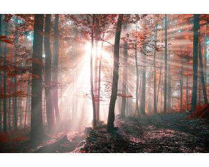 Fotobehang van zonnestralen die door de bomen van een herfstbos breken, met een schilderachtig natuurlandschap.
