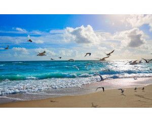 Fotobehang van zonnige golven die het strand bereiken, met meeuwen die in de lucht zweven boven de zee.
