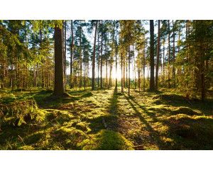 Fotobehang van een zonsopkomst in het bos, waar de zonnestralen door de bomen heen breken en het landschap verlichten.