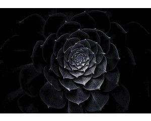 Fotobehang van een schilderij met een zwarte bloem, artistiek en gedetailleerd.