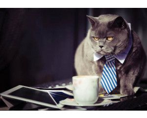 Fotobehang van een zwarte kat in zakenmanoutfit in een kantooromgeving.