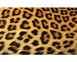 Luipaardbehang met een gedetailleerde weergave van een pantervacht, ideaal voor een natuurthema.
