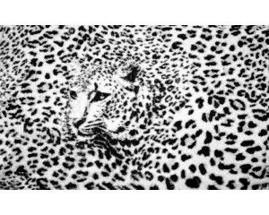 Panterprint fotobehang met cheetah en jachtluipaard, wild en stoer.