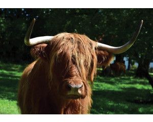 Schotse hooglander fotobehang, dieren in hun natuurlijke habitat.