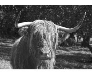 Schotse hooglander in zwart-wit fotobehang, dieren in een rustieke setting.