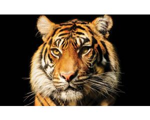 Tijger fotobehang met een dierenprint, indrukwekkend en krachtig.