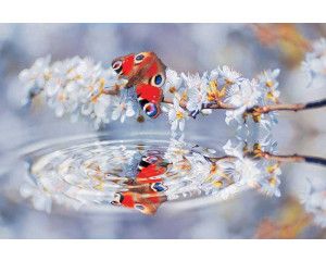 Vlinder weerspiegeling fotobehang, met een natuurlijke weergave van vlinders en bloemen boven water.