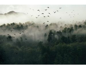 Vogels in de mist fotobehang met bos, bomen en een mystiek landschap.