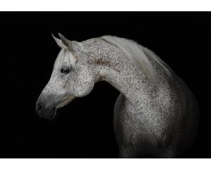 Fotobehang van een wit paard in de sneeuw, bloemen in de achtergrond.