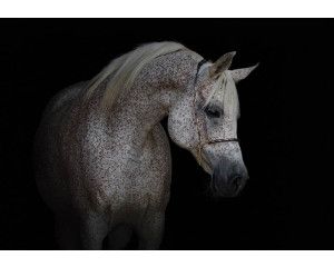 Wit paard fotobehang, krachtig en elegant.