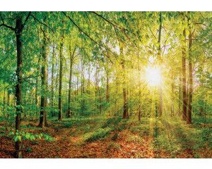 Fotobehang van een zonnig bos met bomen en zonnestralen die door de bladeren breken.