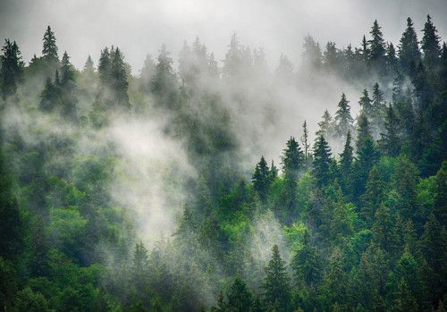 Mistig bos in de bergen met dennenbomen die in een dikke mist staan, vastgelegd op dit serene vliesbehang.