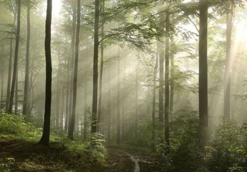 Fotobehang met een mistig bos waarin zonnestralen door de bomen vallen.