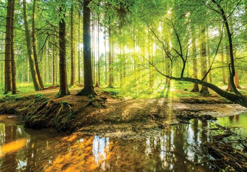 Zonnig fotobehang van een bos met bomen en zonnestralen die op een rivier schijnen.